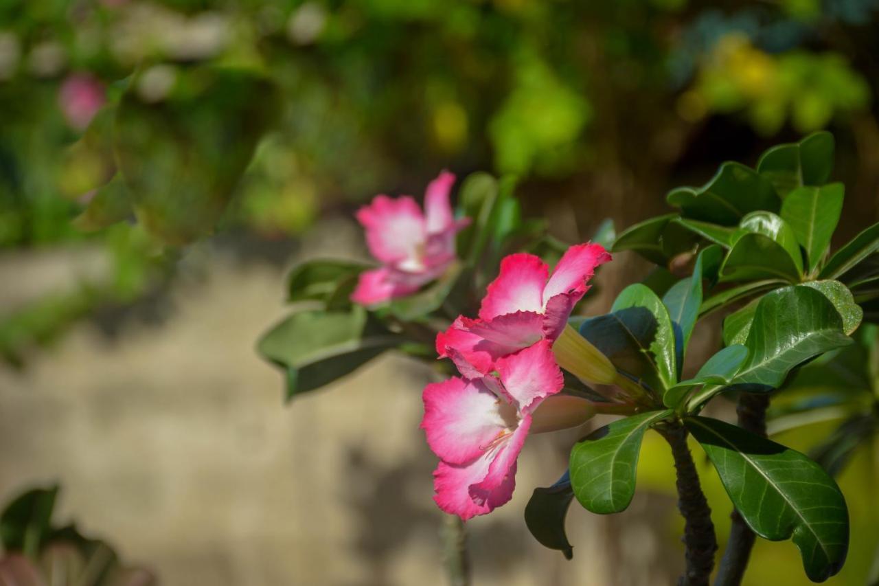 טנגלה Janu Homestay מראה חיצוני תמונה